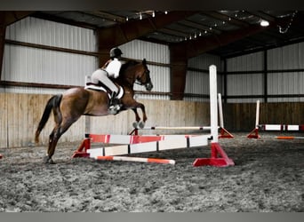 Caballo cuarto de milla, Caballo castrado, 16 años, Ruano alazán