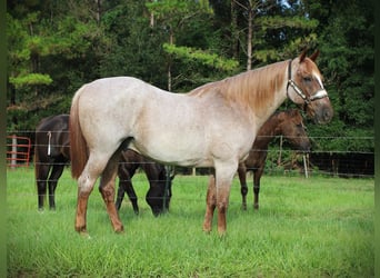 Caballo cuarto de milla, Caballo castrado, 16 años, Ruano alazán