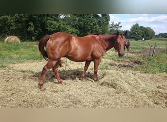 Caballo cuarto de milla, Caballo castrado, 17 años, 152 cm, Alazán-tostado