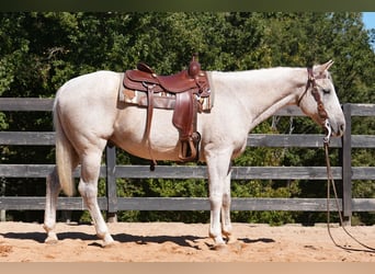 Caballo cuarto de milla, Caballo castrado, 17 años, 157 cm, Tordo