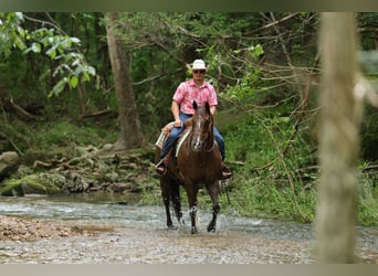 Caballo cuarto de milla, Caballo castrado, 17 años, Alazán-tostado