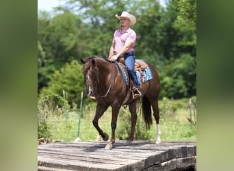 Caballo cuarto de milla, Caballo castrado, 17 años, Alazán-tostado