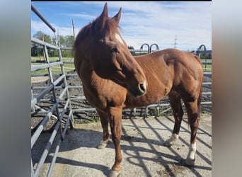 Caballo cuarto de milla, Caballo castrado, 17 años