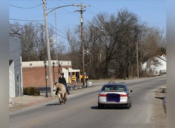 Caballo cuarto de milla, Caballo castrado, 18 años, 150 cm, Buckskin/Bayo