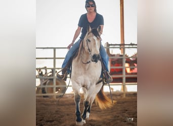 Caballo cuarto de milla, Caballo castrado, 18 años, 150 cm, Buckskin/Bayo