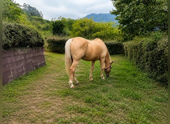 Caballo cuarto de milla Mestizo, Caballo castrado, 18 años, 151 cm, Palomino