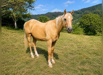 Caballo cuarto de milla Mestizo, Caballo castrado, 18 años, 151 cm, Palomino