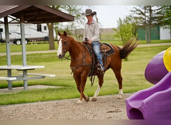 Caballo cuarto de milla, Caballo castrado, 18 años, 152 cm, Alazán rojizo