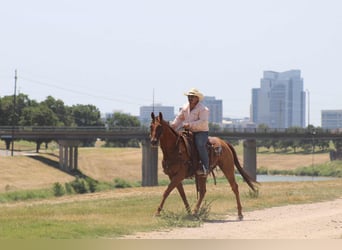 Caballo cuarto de milla, Caballo castrado, 18 años, 155 cm, Alazán-tostado
