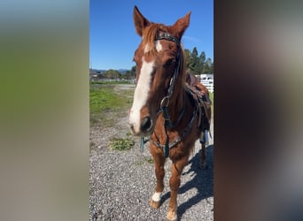 Caballo cuarto de milla, Caballo castrado, 18 años, Alazán rojizo