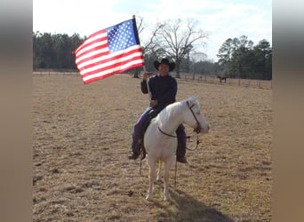 Caballo cuarto de milla, Caballo castrado, 18 años, Cremello