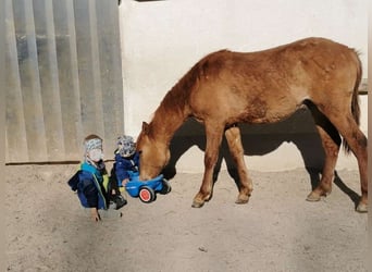 Caballo cuarto de milla Mestizo, Caballo castrado, 1 año, 142 cm, Red Dun/Cervuno