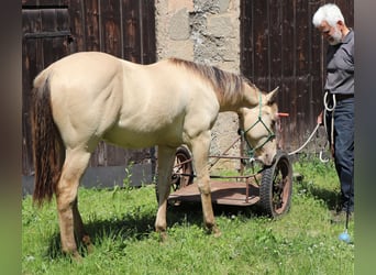 Caballo cuarto de milla, Caballo castrado, 1 año, 150 cm, Champán