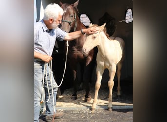 Caballo cuarto de milla, Caballo castrado, 1 año, 150 cm, Champán