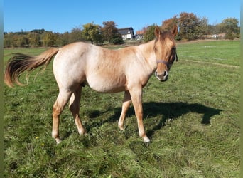 Caballo cuarto de milla, Caballo castrado, 1 año, 150 cm, Red Dun/Cervuno