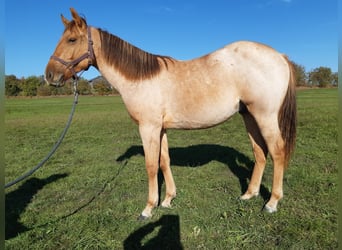 Caballo cuarto de milla, Caballo castrado, 1 año, 150 cm, Red Dun/Cervuno