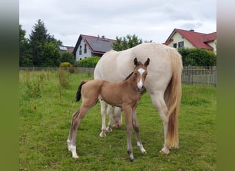 Caballo cuarto de milla, Caballo castrado, 1 año, 154 cm, Buckskin/Bayo