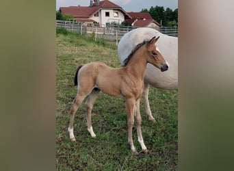 Caballo cuarto de milla, Caballo castrado, 1 año, 154 cm, Buckskin/Bayo