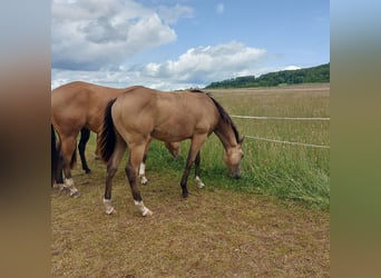 Caballo cuarto de milla, Caballo castrado, 1 año, 154 cm, Buckskin/Bayo