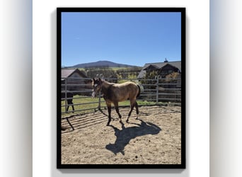 Caballo cuarto de milla, Caballo castrado, 1 año, 154 cm, Buckskin/Bayo