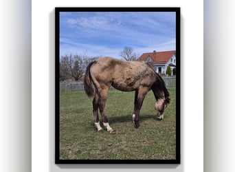 Caballo cuarto de milla, Caballo castrado, 1 año, 154 cm, Buckskin/Bayo