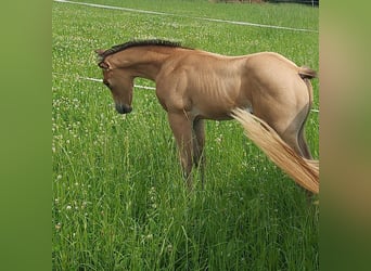Caballo cuarto de milla, Caballo castrado, 1 año, 154 cm, Buckskin/Bayo