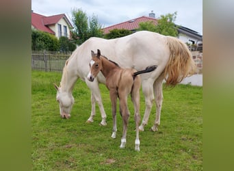 Caballo cuarto de milla, Caballo castrado, 1 año, 154 cm, Buckskin/Bayo