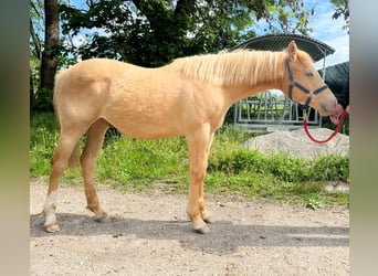 Caballo cuarto de milla, Caballo castrado, 1 año, 154 cm, Champán