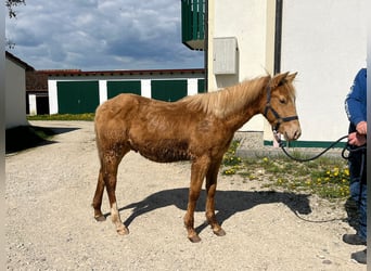 Caballo cuarto de milla, Caballo castrado, 1 año, 154 cm, Champán
