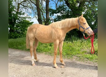 Caballo cuarto de milla, Caballo castrado, 1 año, 154 cm, Champán