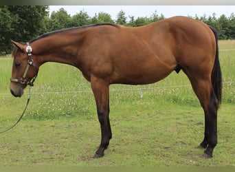 Caballo cuarto de milla, Caballo castrado, 1 año, 158 cm, Castaño