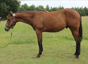 Caballo cuarto de milla, Caballo castrado, 1 año, 158 cm, Castaño