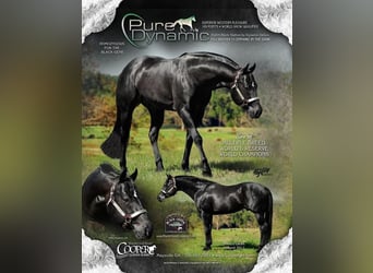 Caballo cuarto de milla, Caballo castrado, 1 año, 160 cm, Castaño