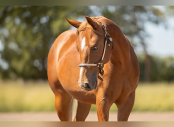 Caballo cuarto de milla, Caballo castrado, 1 año, Alazán