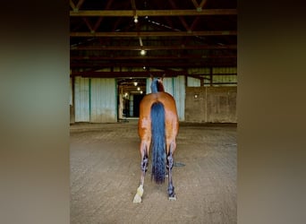 Caballo cuarto de milla, Caballo castrado, 1 año, Castaño rojizo