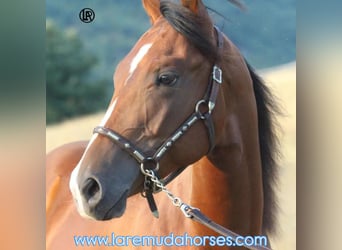 Caballo cuarto de milla, Caballo castrado, 1 año, Castaño rojizo