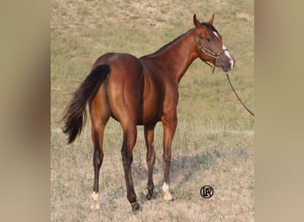 Caballo cuarto de milla, Caballo castrado, 1 año, Castaño rojizo