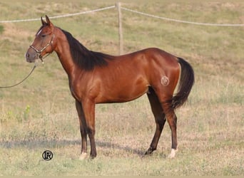Caballo cuarto de milla, Caballo castrado, 1 año, Castaño rojizo