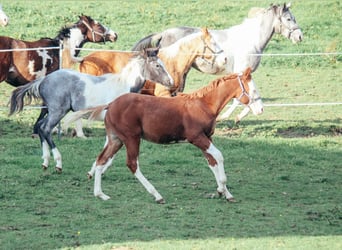 Caballo cuarto de milla, Caballo castrado, 1 año, Overo-todas las-capas