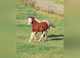 Caballo cuarto de milla, Caballo castrado, 1 año, Overo-todas las-capas