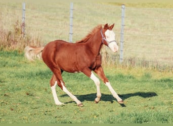 Caballo cuarto de milla, Caballo castrado, 1 año, Overo-todas las-capas