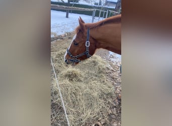 Caballo cuarto de milla, Caballo castrado, 20 años, 155 cm, Alazán