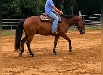 Caballo cuarto de milla, Caballo castrado, 22 años, 150 cm, Castaño rojizo