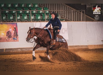 Caballo cuarto de milla, Caballo castrado, 22 años, Alazán-tostado
