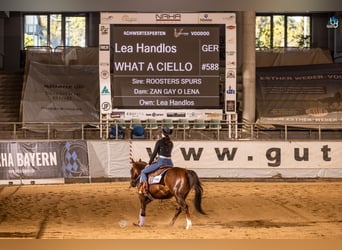 Caballo cuarto de milla, Caballo castrado, 22 años, Alazán-tostado