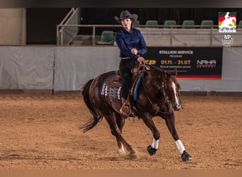 Caballo cuarto de milla, Caballo castrado, 22 años, Alazán-tostado
