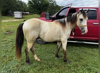 Caballo cuarto de milla, Caballo castrado, 2 años, 132 cm, Buckskin/Bayo