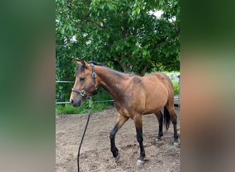 Caballo cuarto de milla Mestizo, Caballo castrado, 2 años, 140 cm, Castaño claro