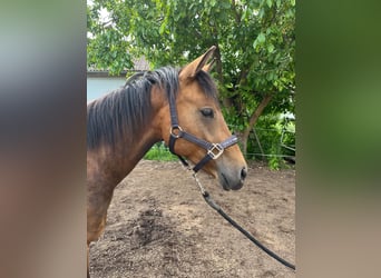Caballo cuarto de milla Mestizo, Caballo castrado, 2 años, 140 cm, Castaño claro