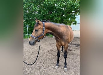 Caballo cuarto de milla Mestizo, Caballo castrado, 2 años, 140 cm, Castaño claro